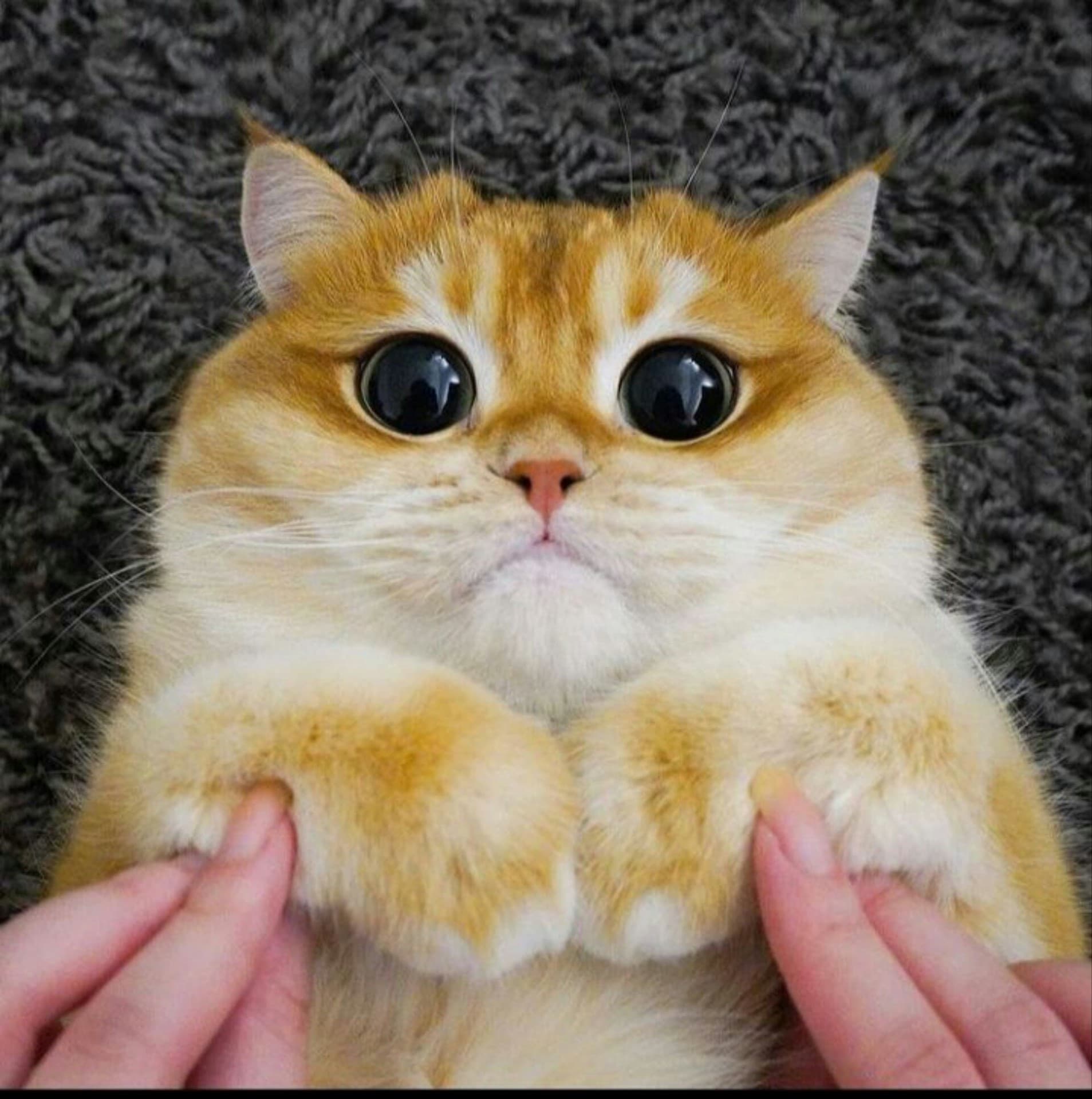 Cute Cat