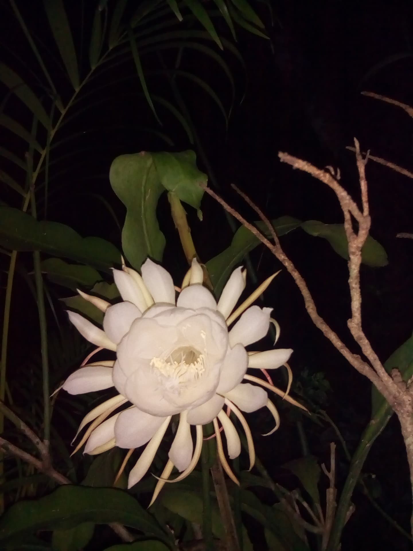 night Queen