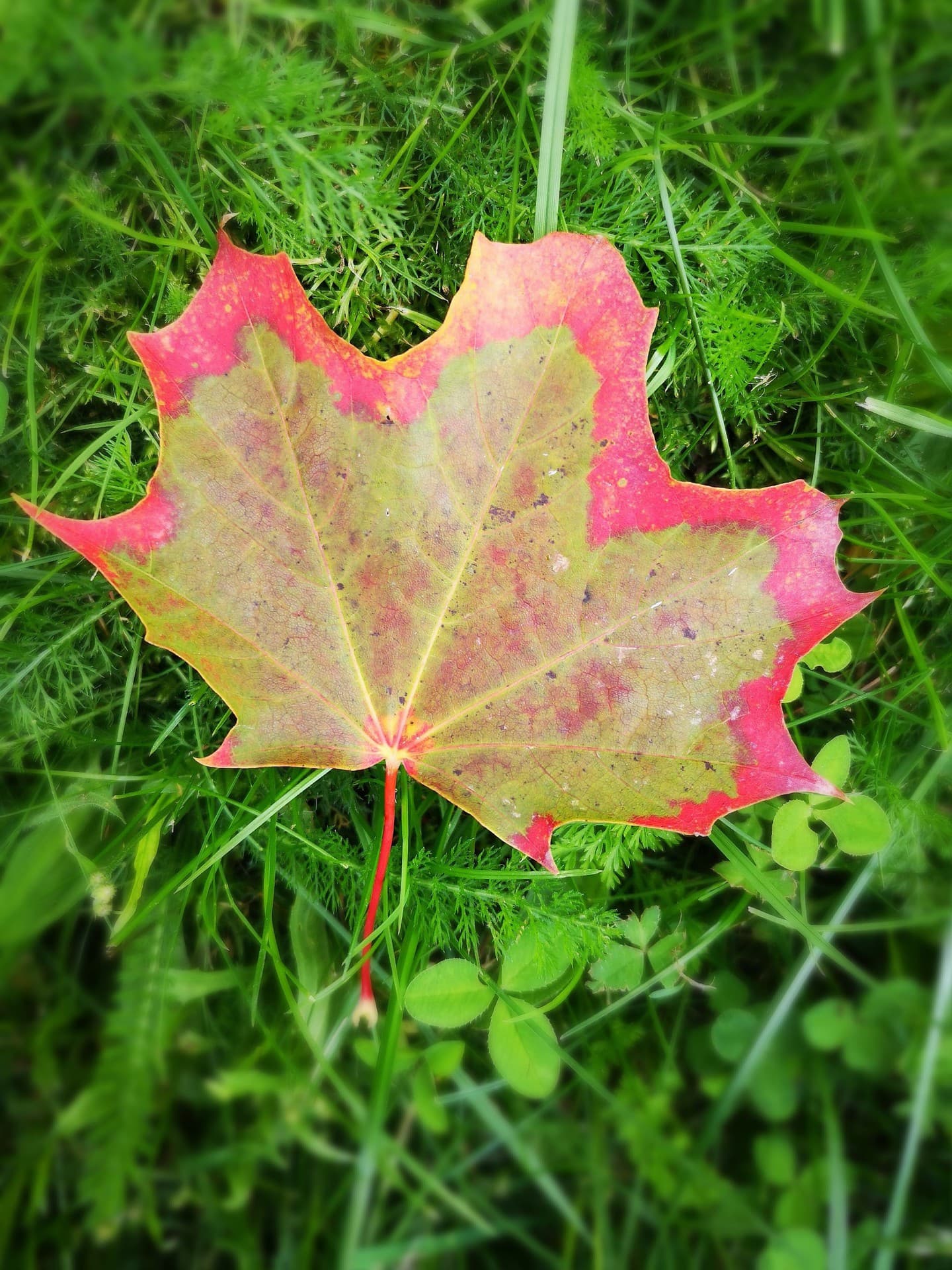 Ahornblatt, Herbstgruß