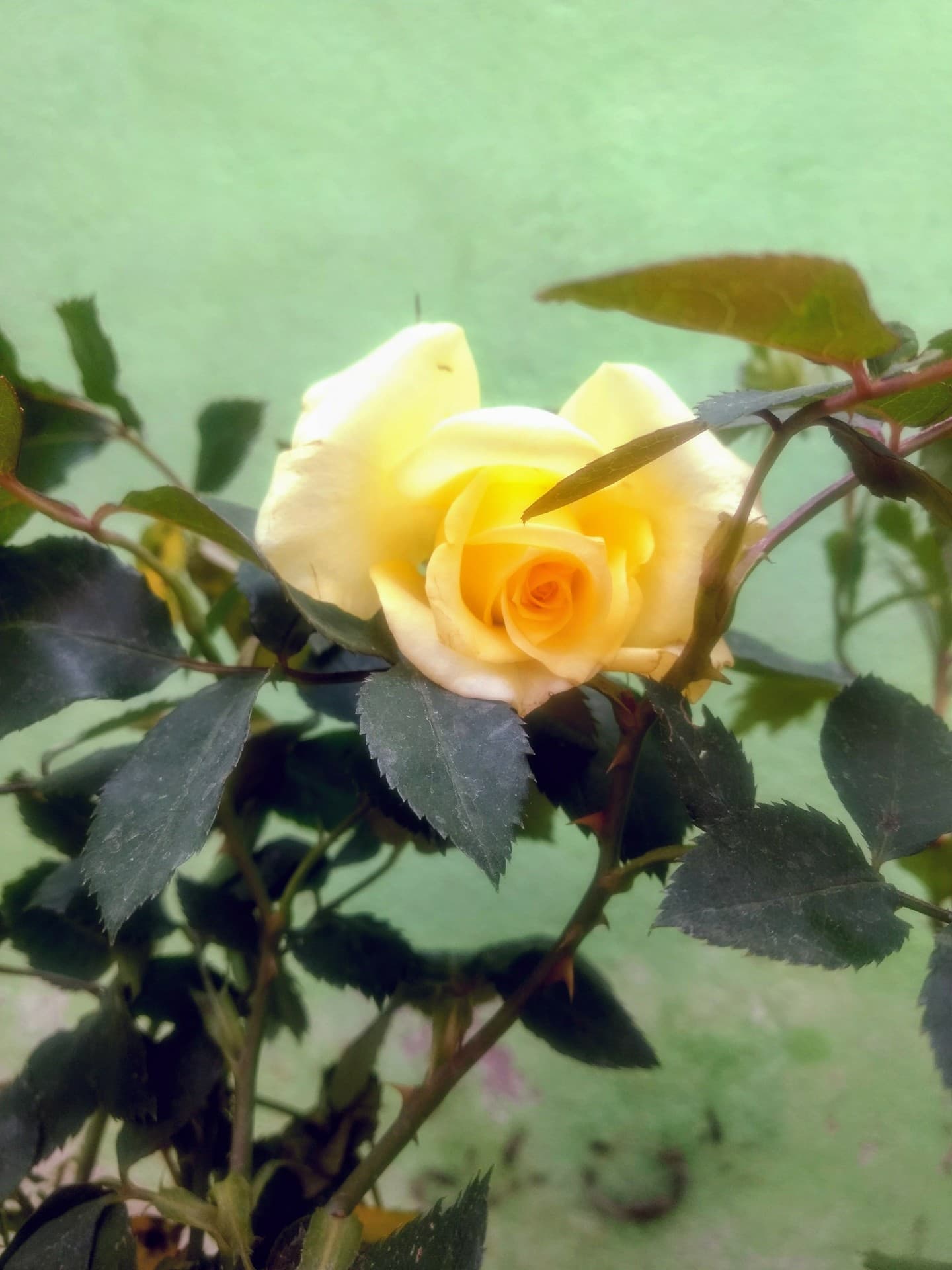 yellow rose