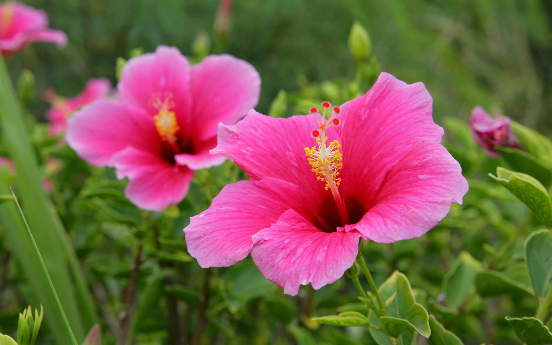 flower
