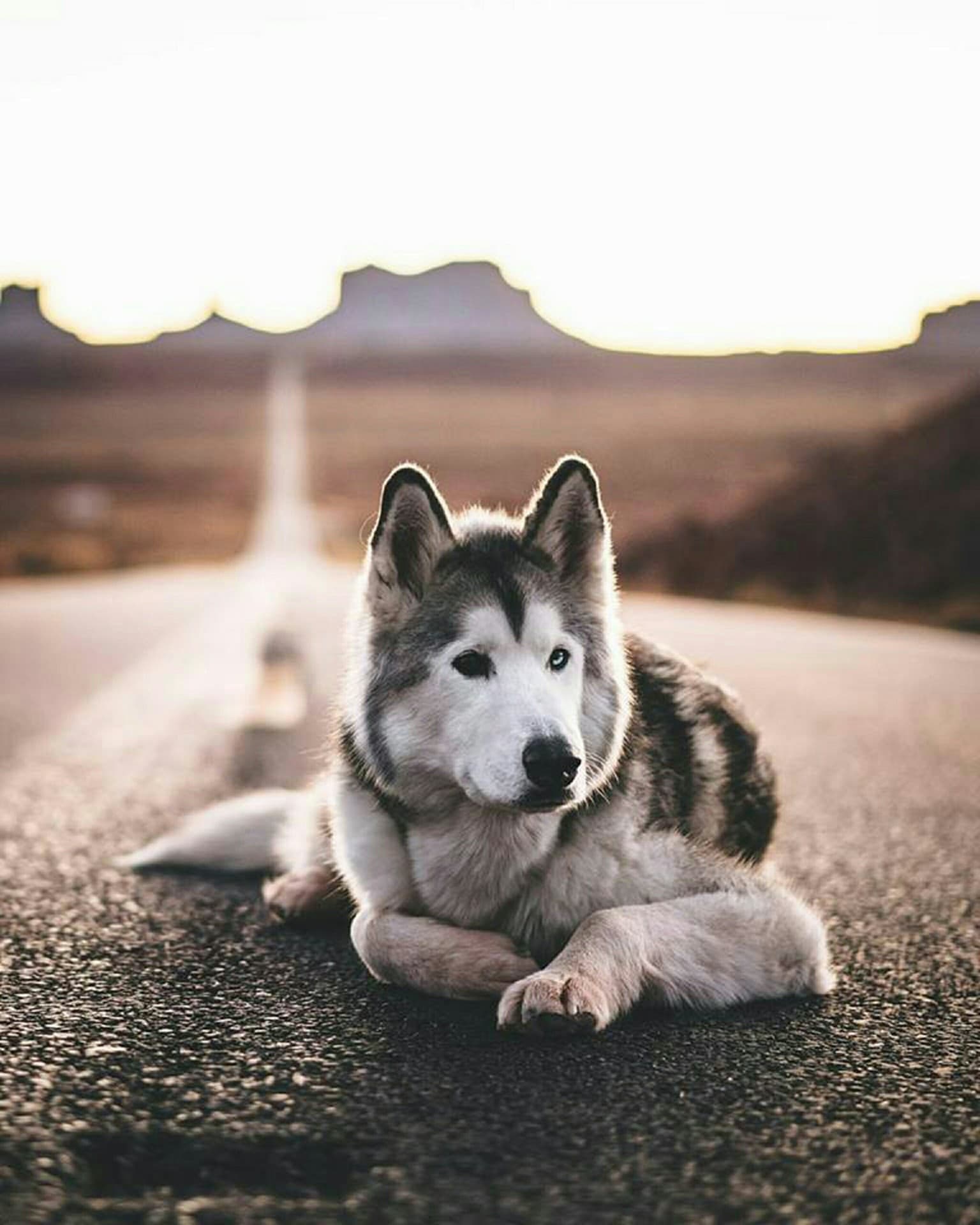loyal friend
