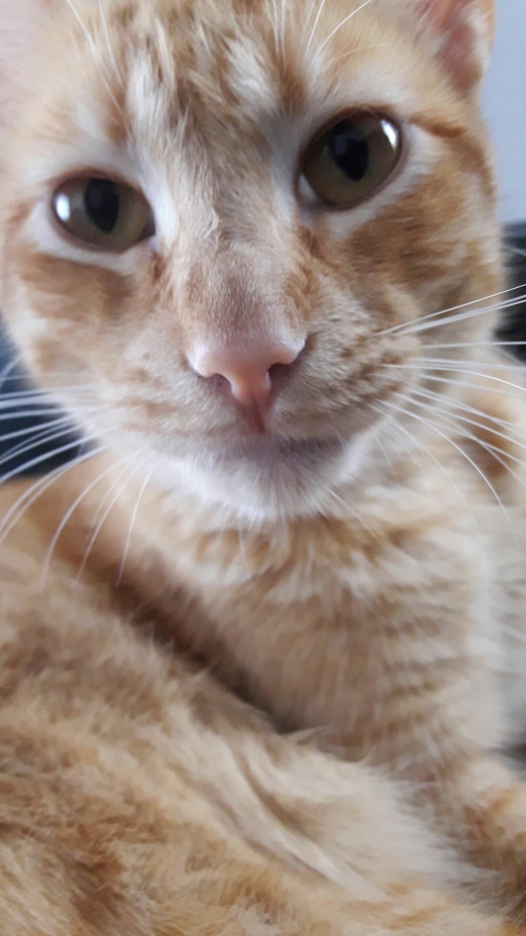 Cat Gato