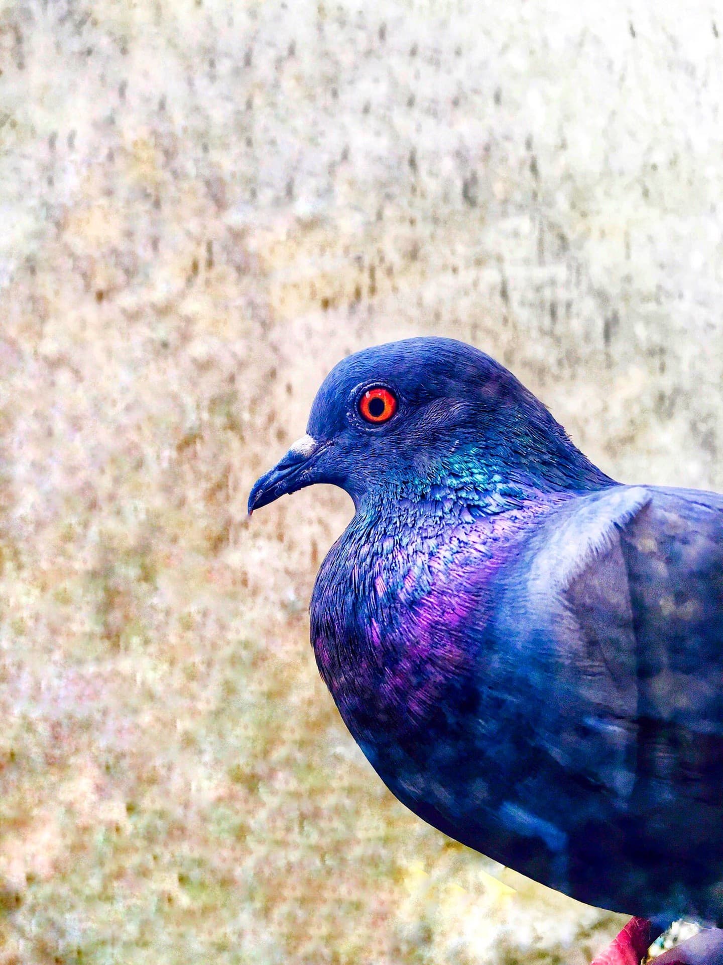 Bird Pigeons