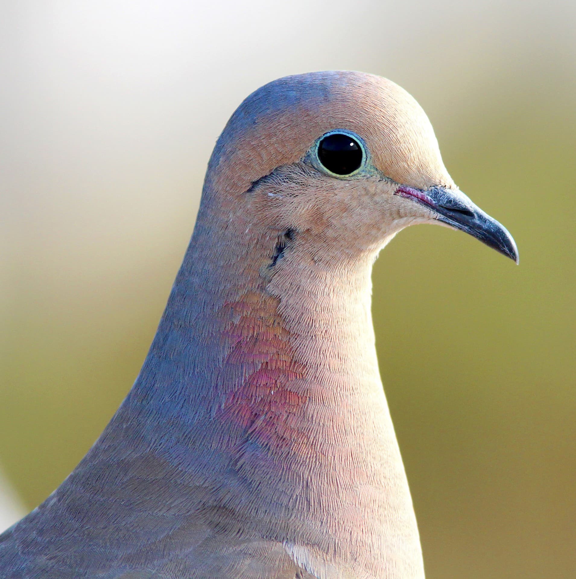 Pigeon