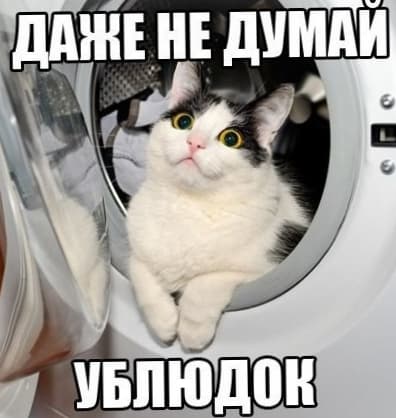 Кот в стиральной машине