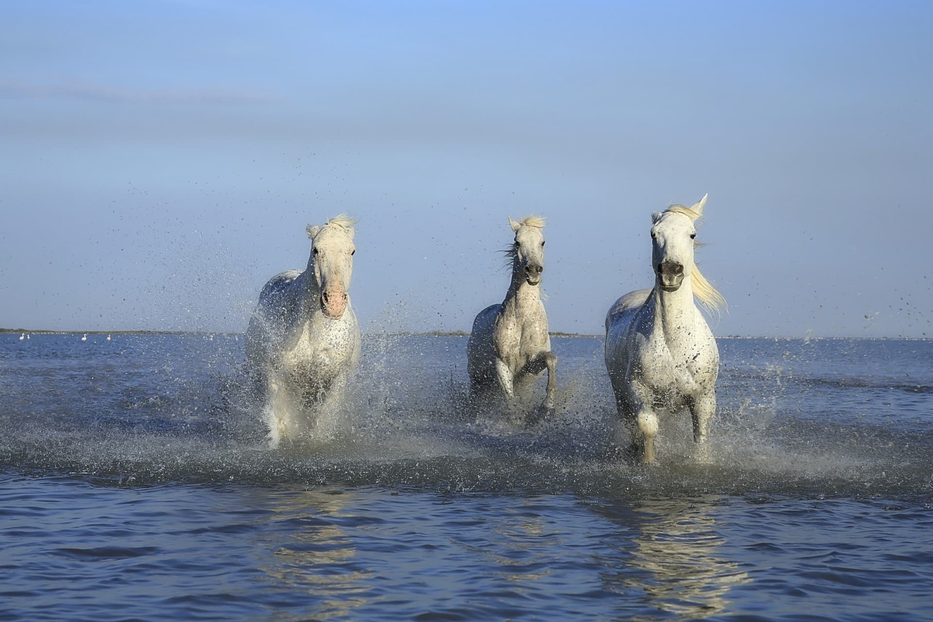 white horse's...