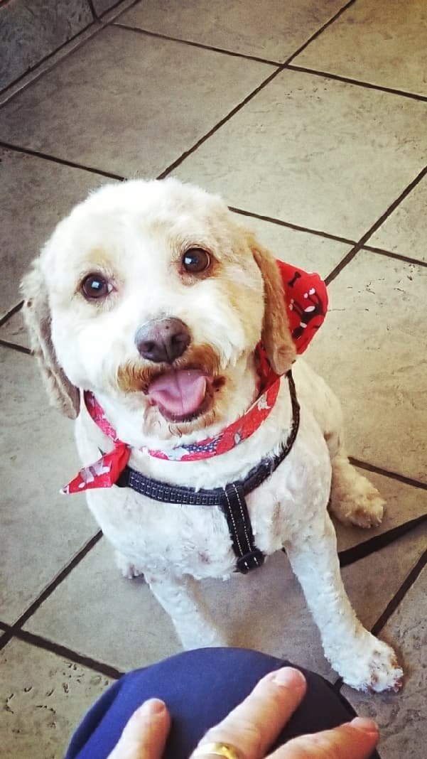Kingston the Cavoodle
