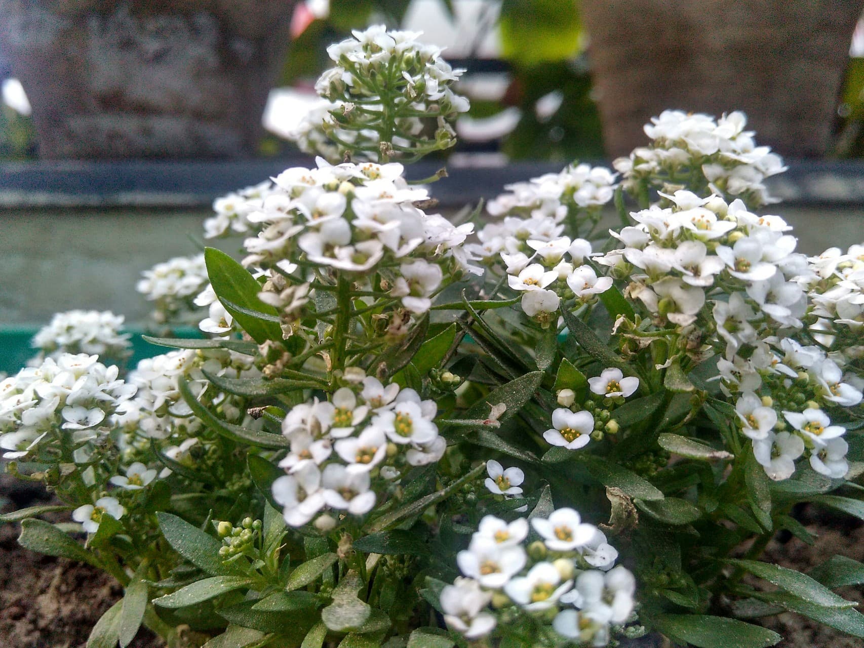 white flowers