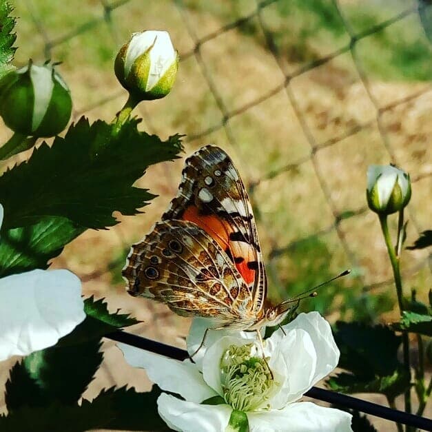 butterfly
