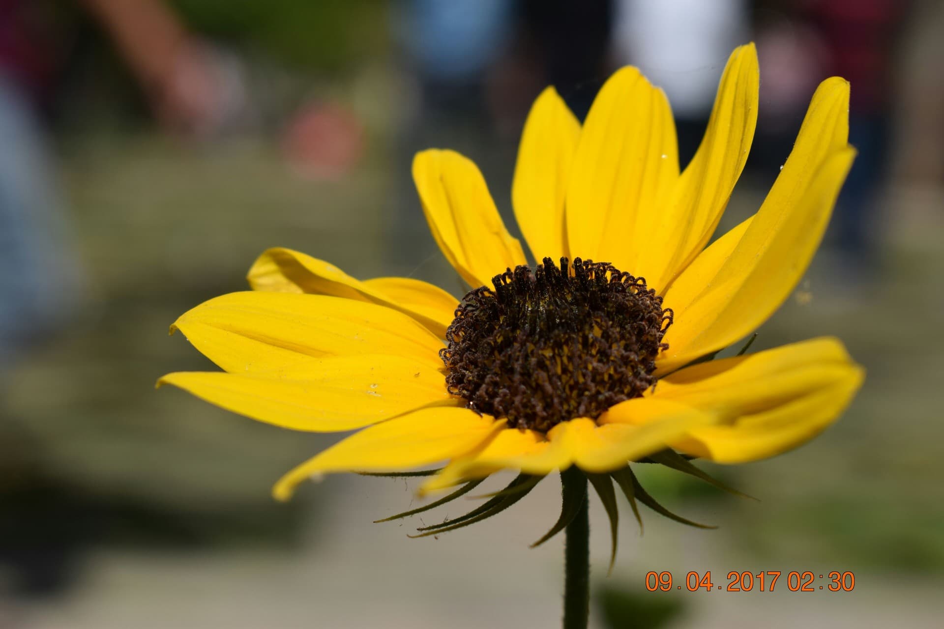 ##Still life photography