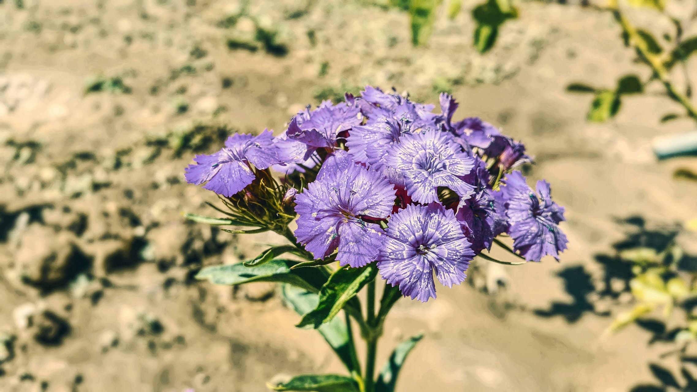 Allpen flower