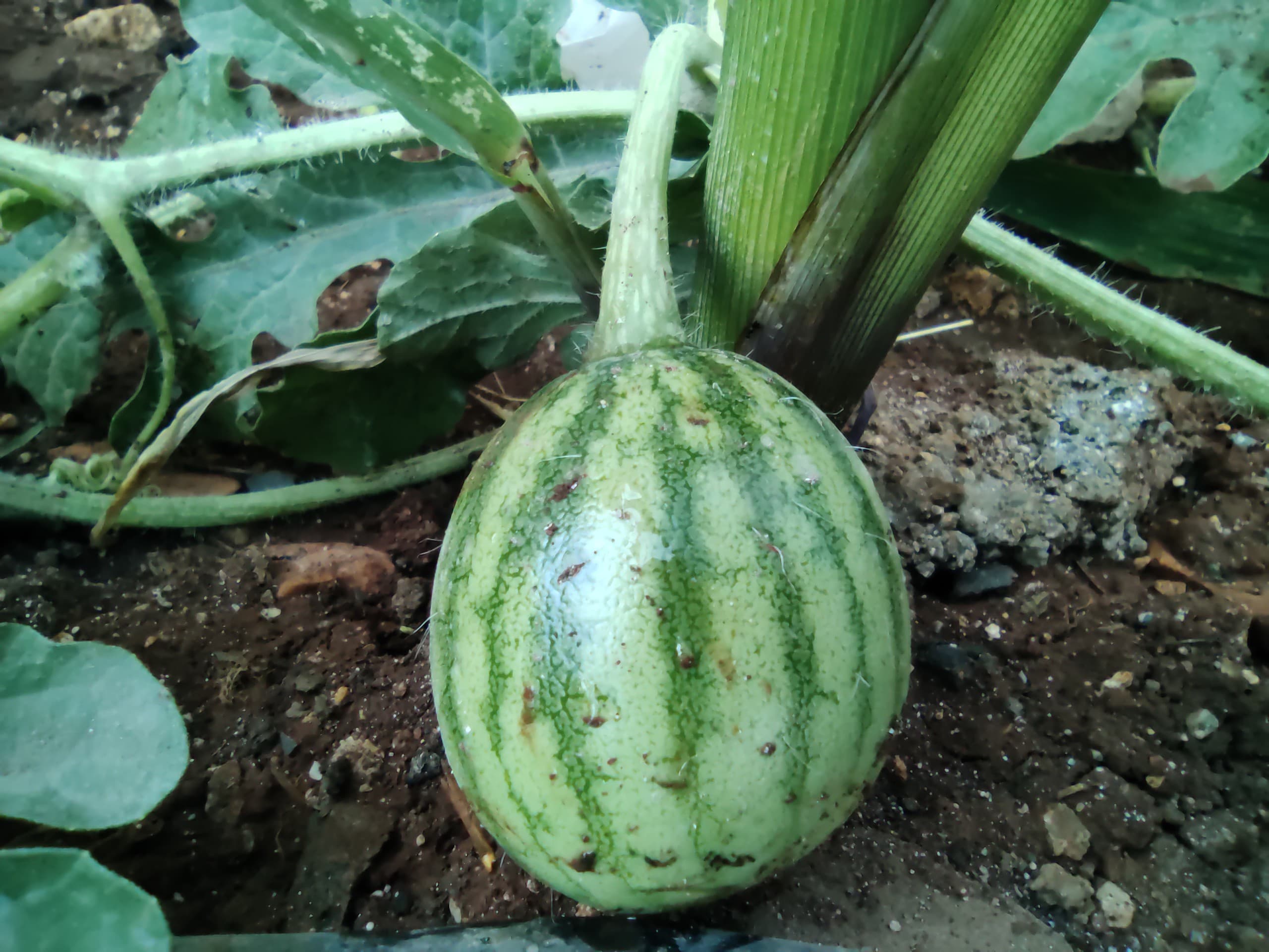 Tiny watermelon