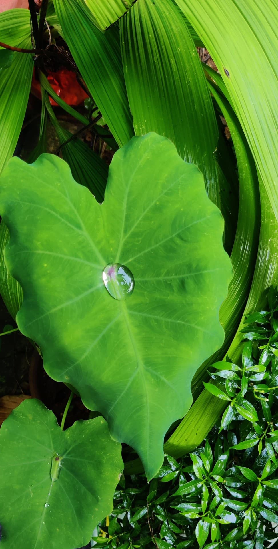 Rain on leaf