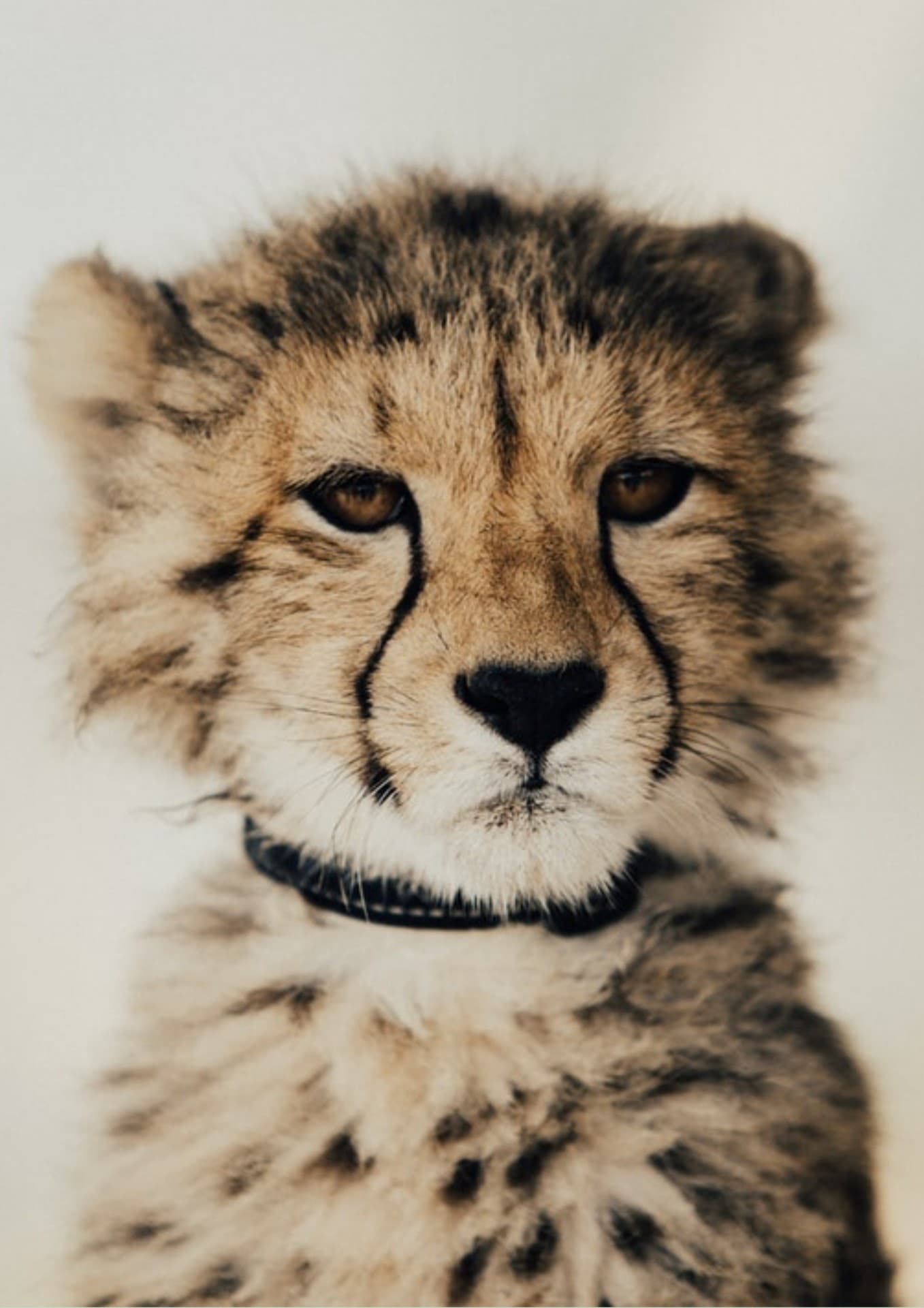 very cute cub...
