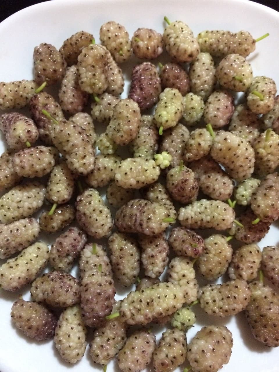 moras silvestres , MORUS NIGRA