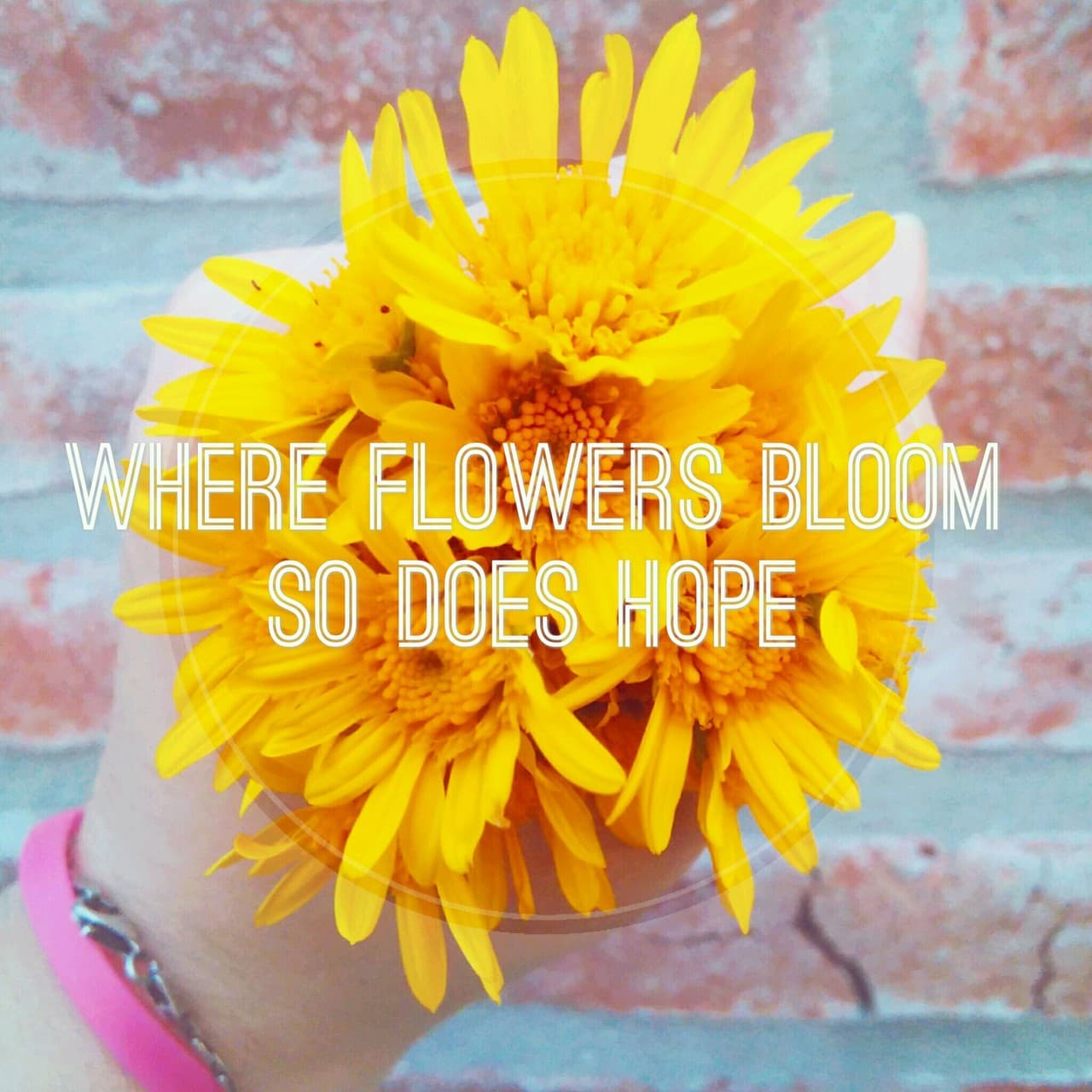 Flowers Bloom
