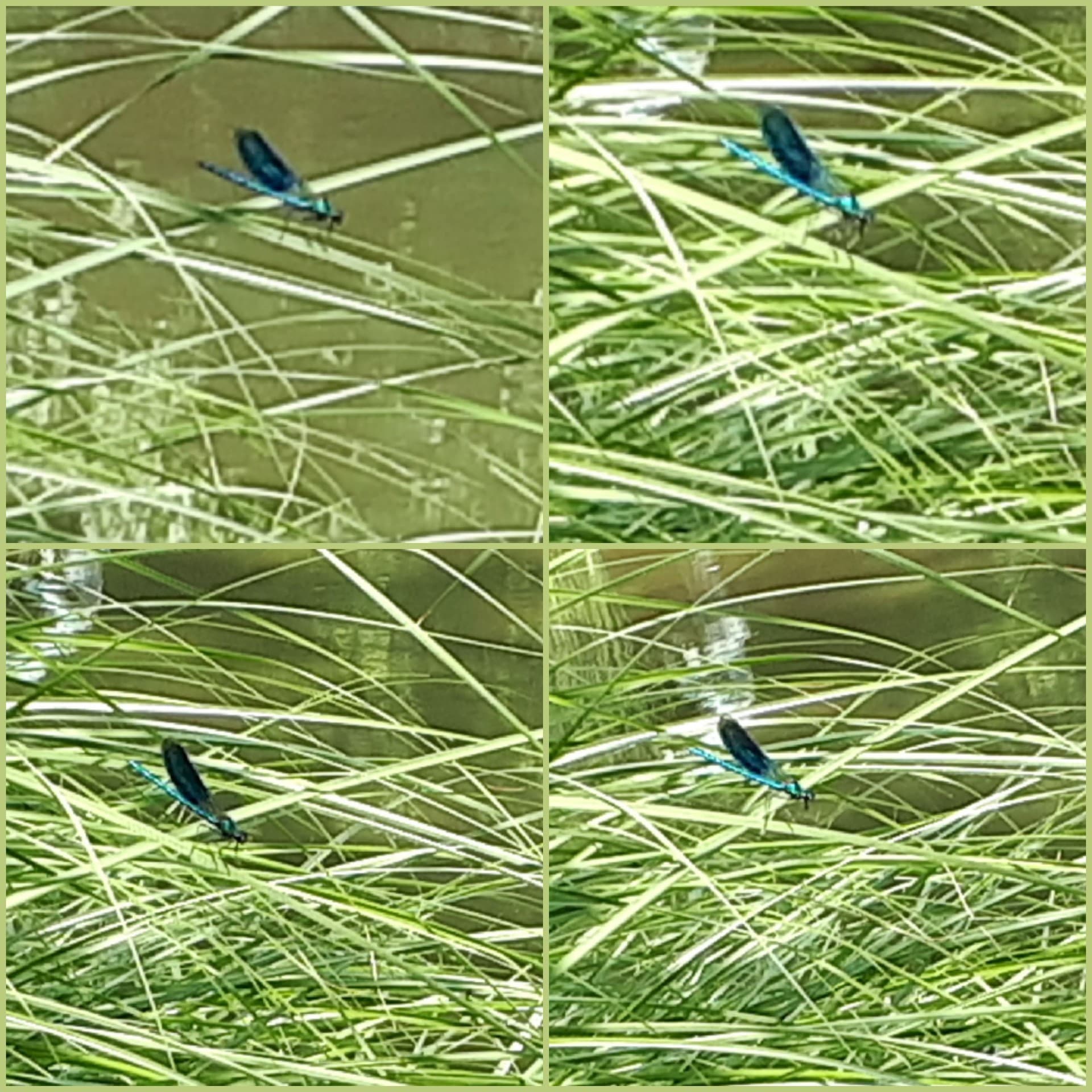 Dragonfly in the wild