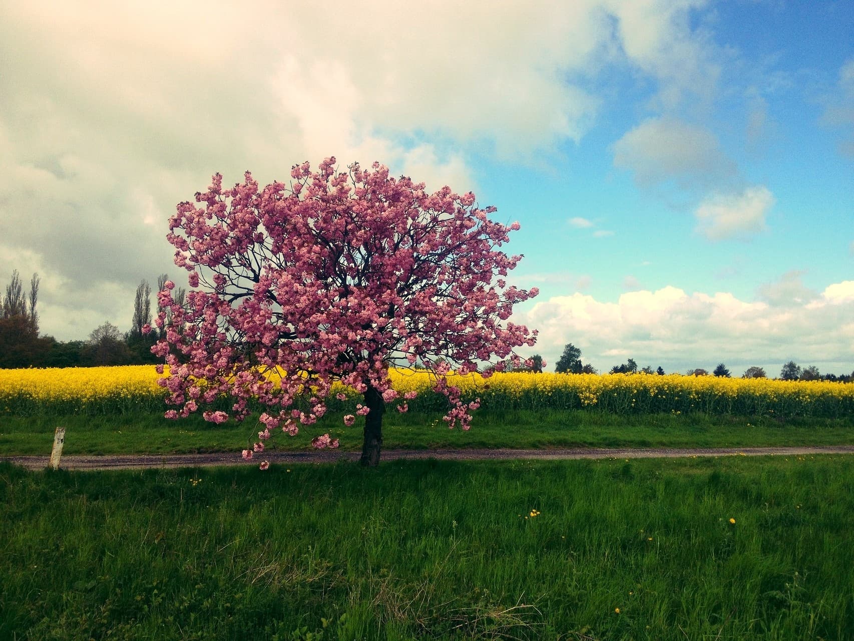 pink tree....