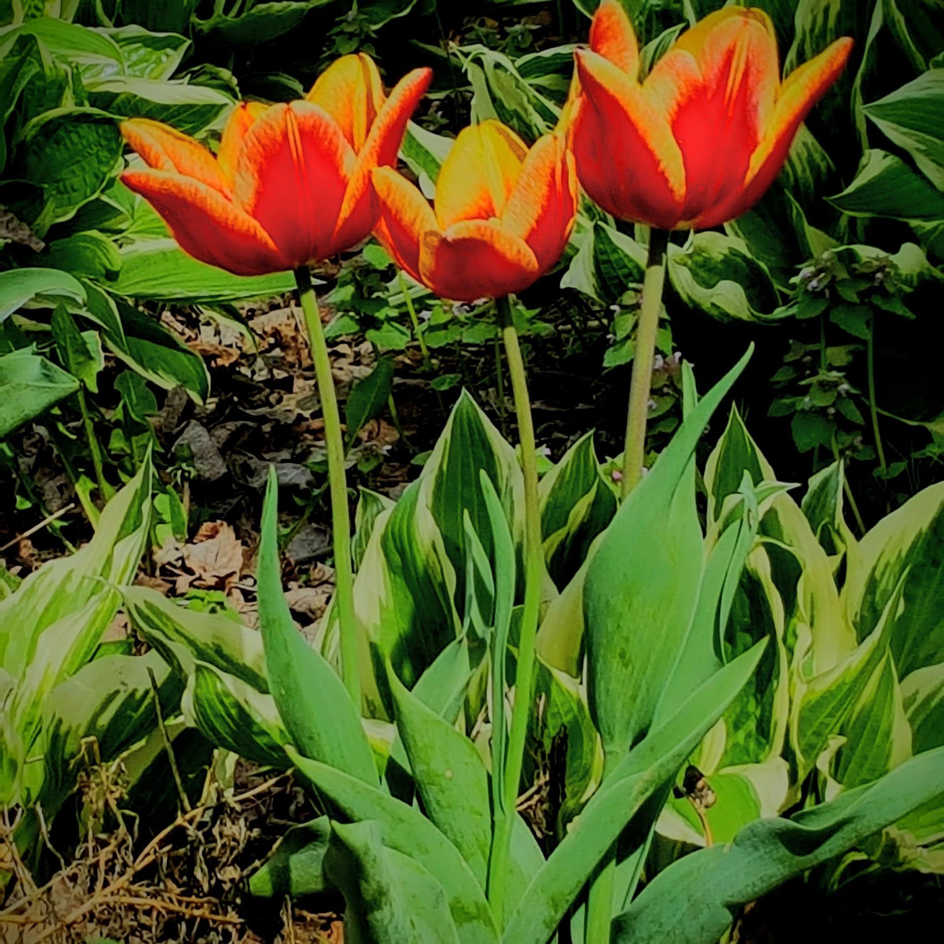 Tulips w/special effects