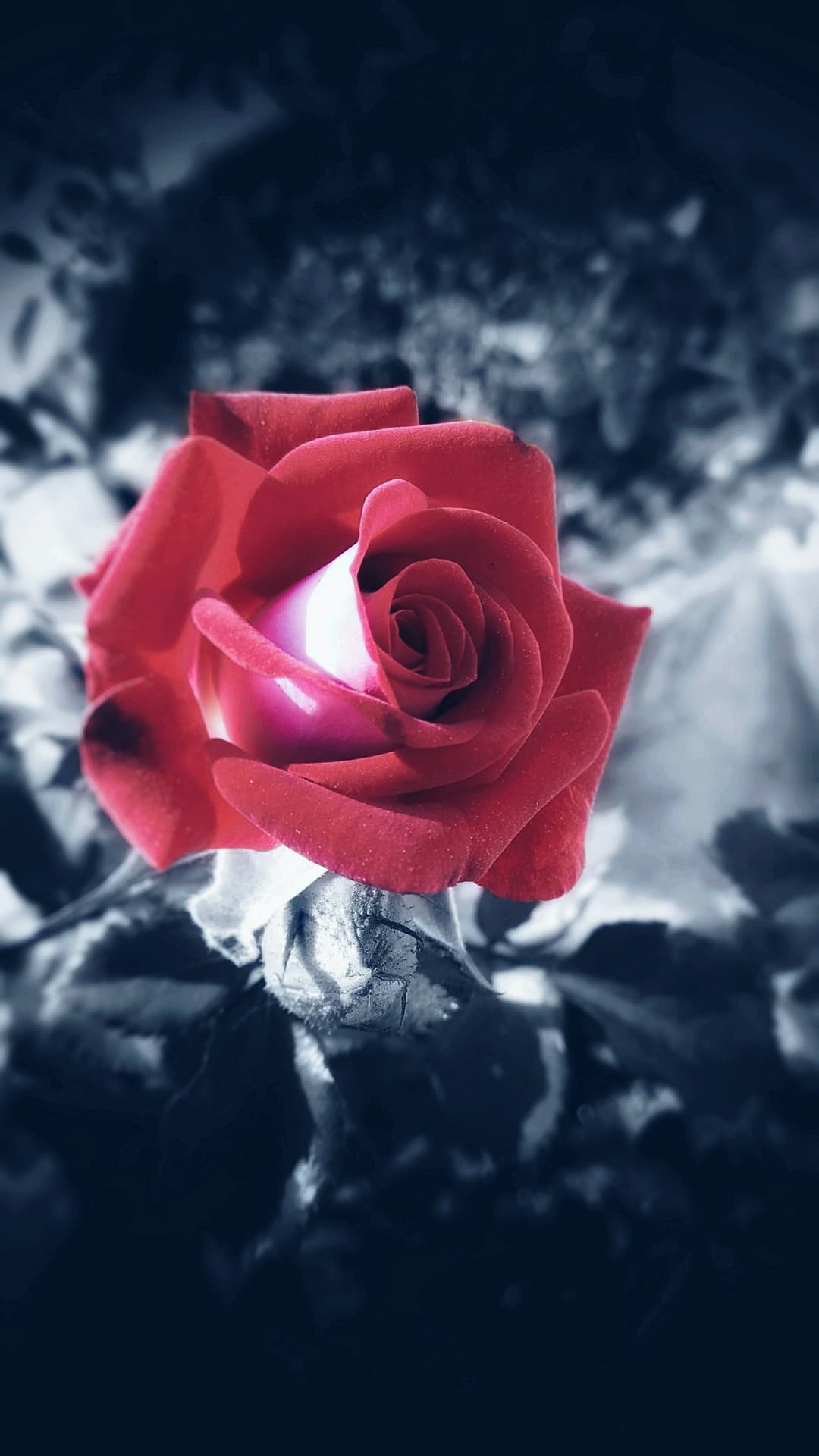 rose