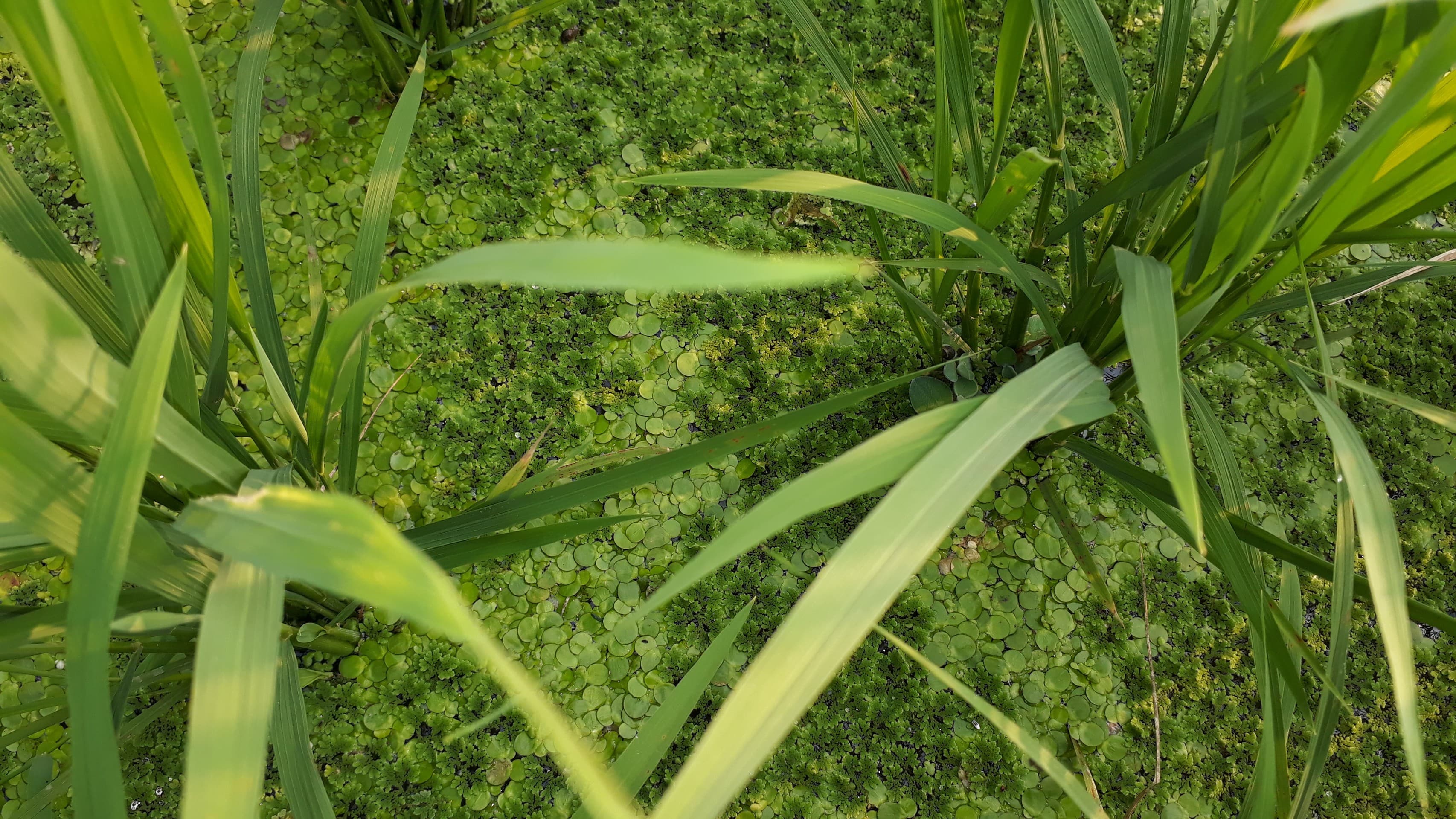 Green under green