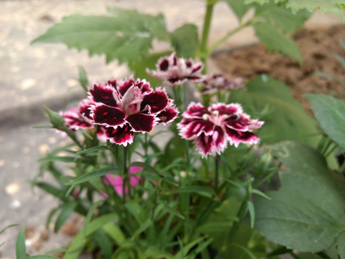 red flowers