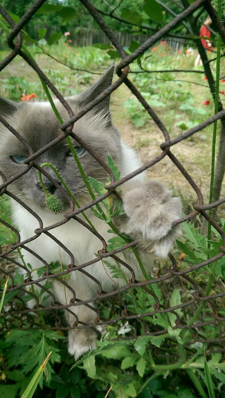 кот