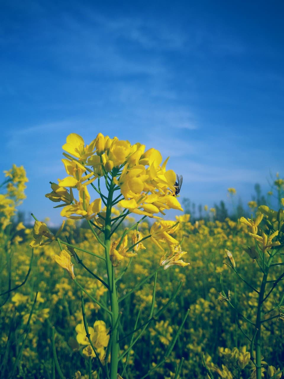mustard flowers