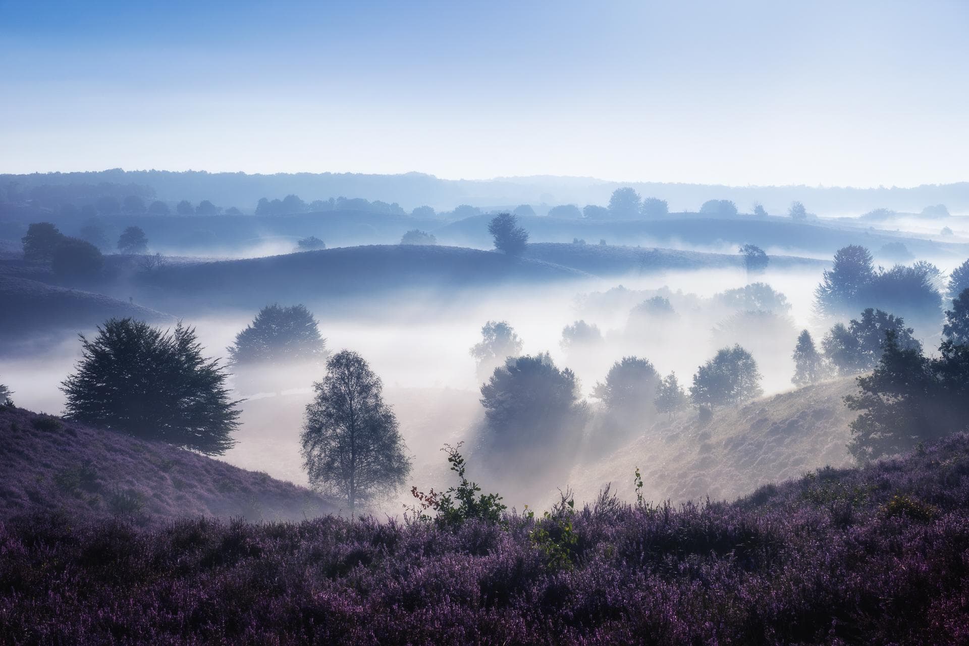 morning fog
