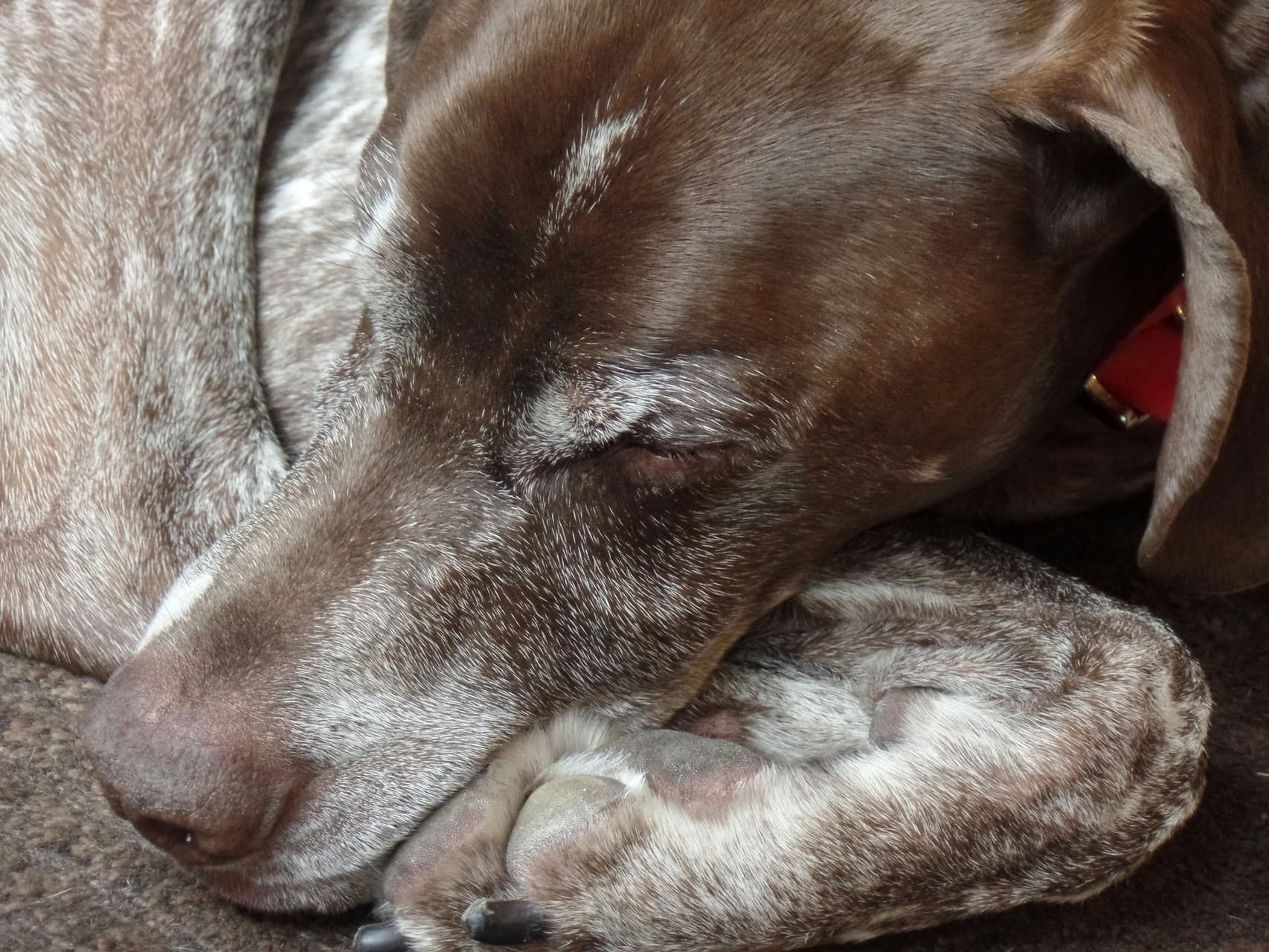 Sleeping Dog