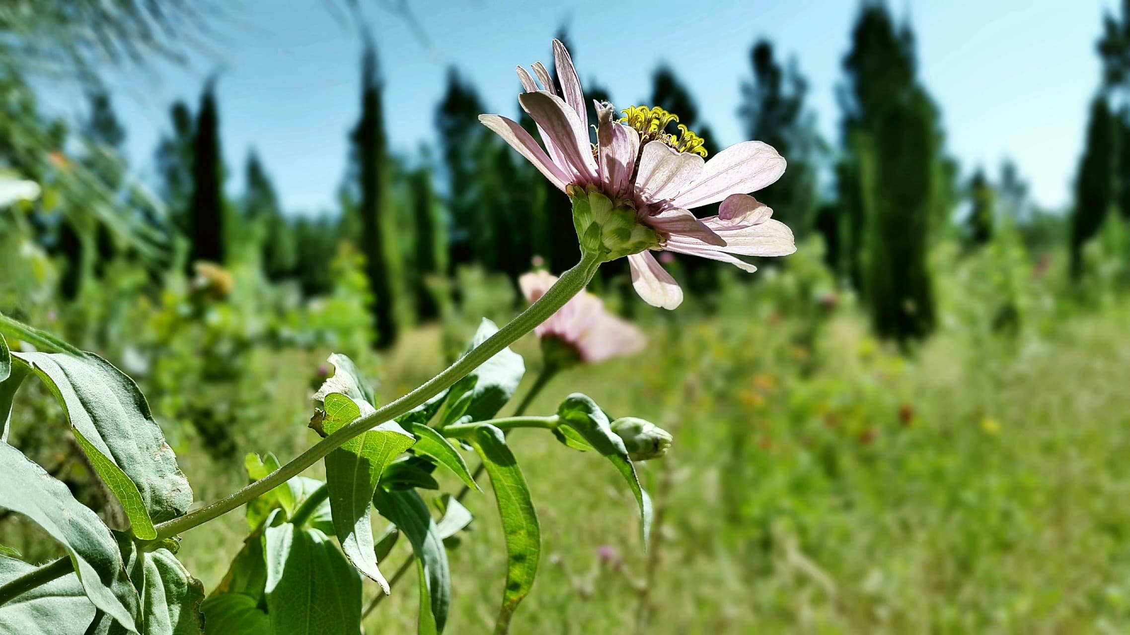 Sun Flower