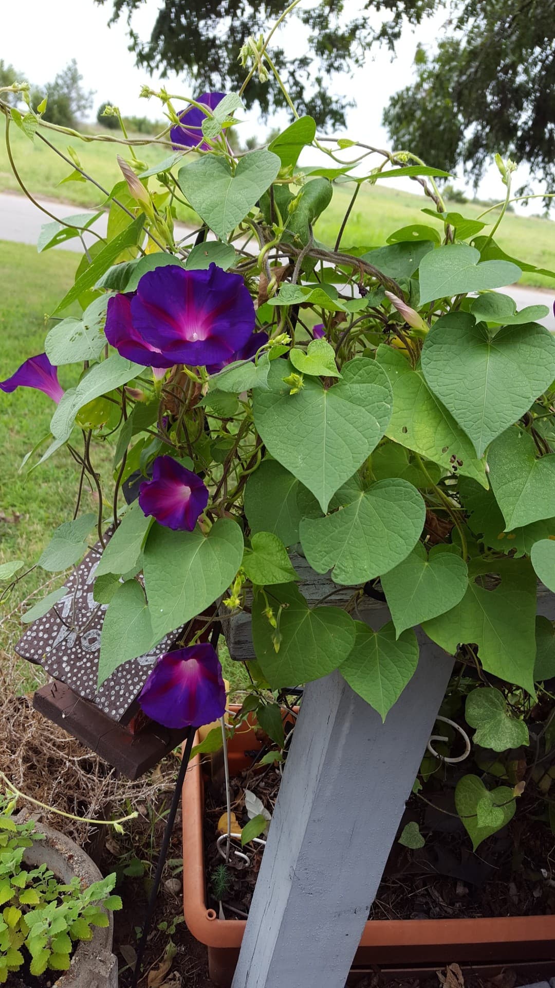 Morning Glories