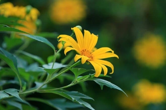 Wild sunflowers