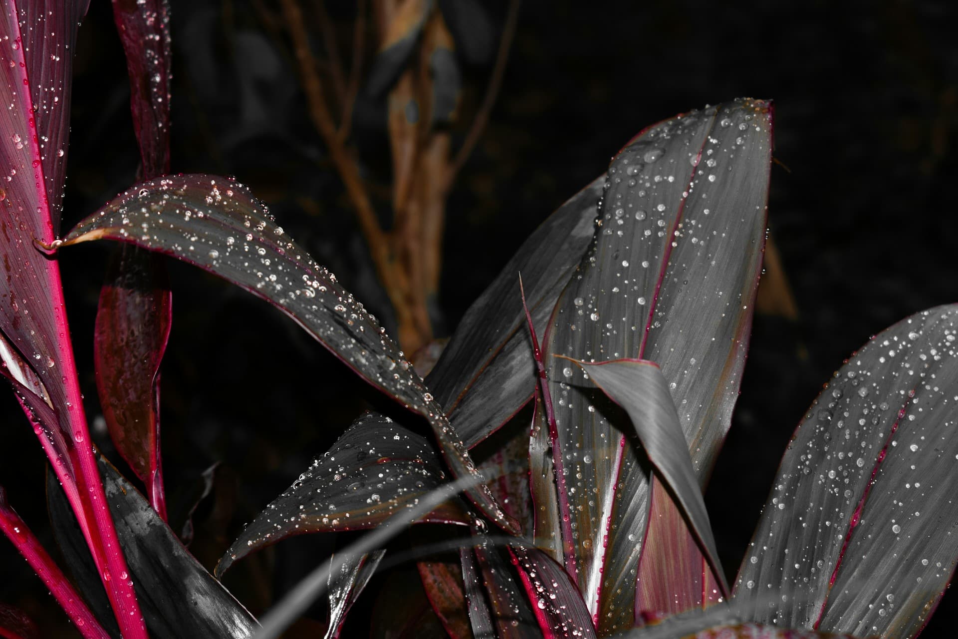 ##Still life photography