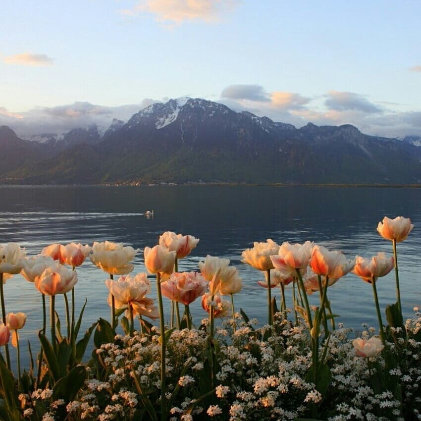 tulips lips