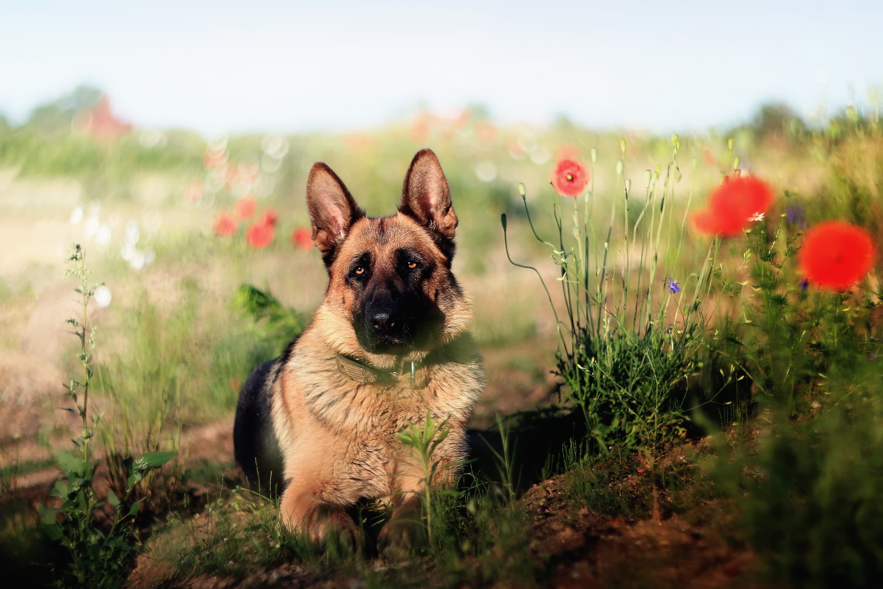 german shepherd