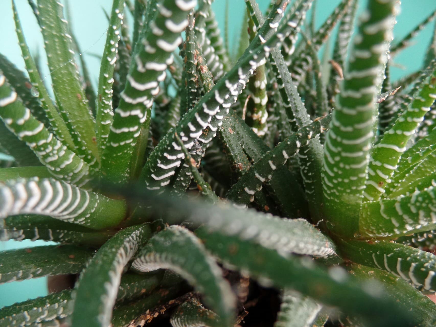 Zebra Plant