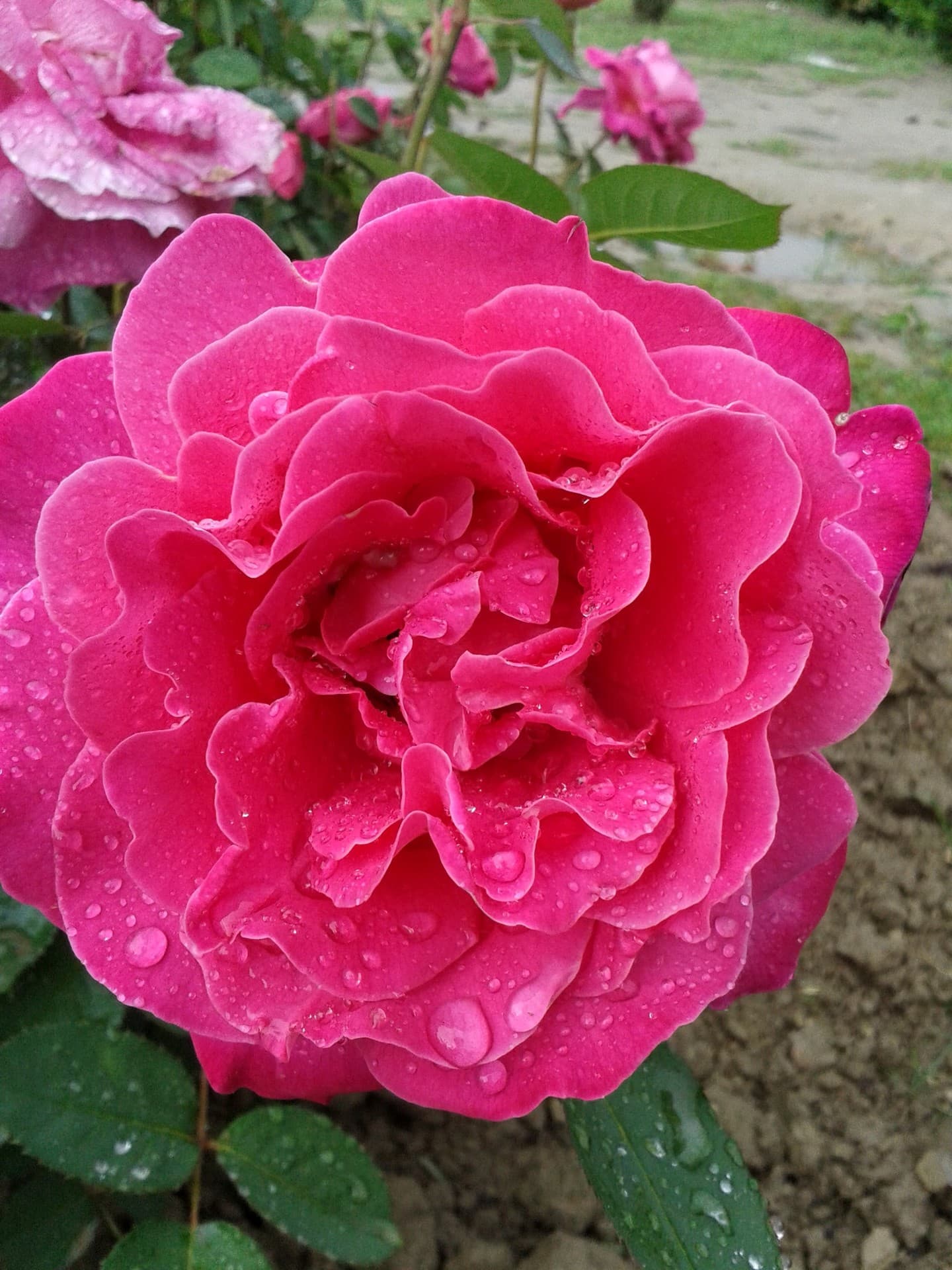 pakistan, rose at Shalman park peshawar hayatabad