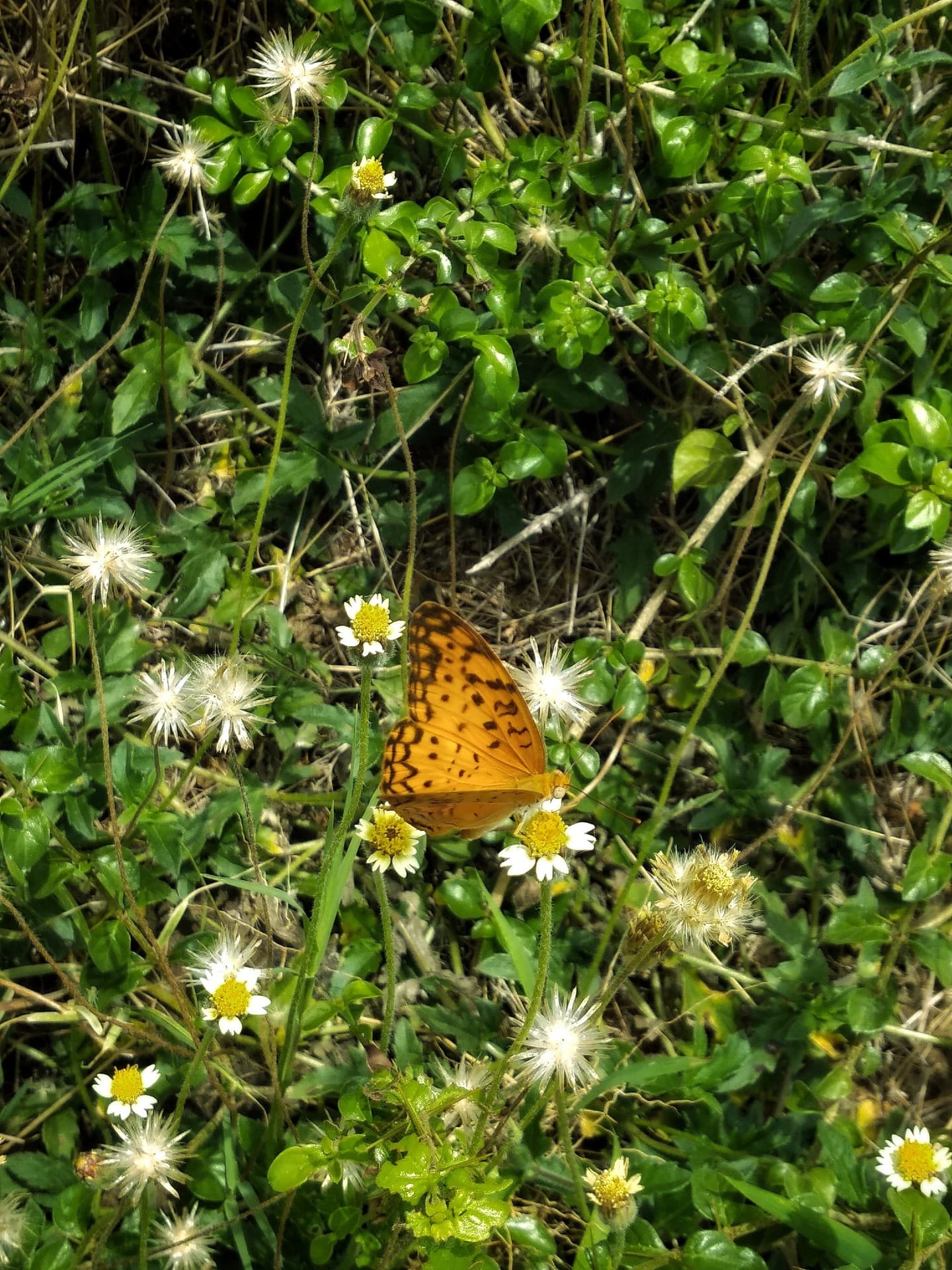 Butteri Butterfly