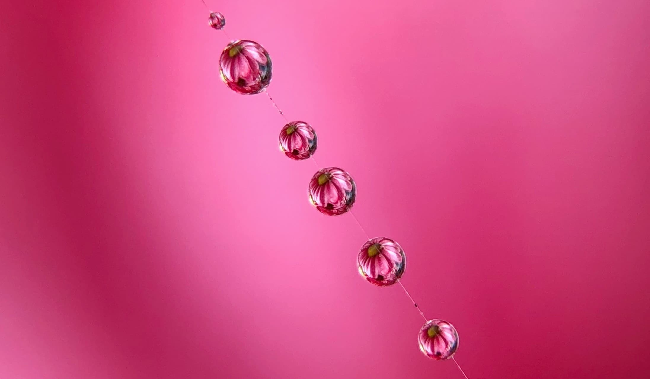 Pink Droplets