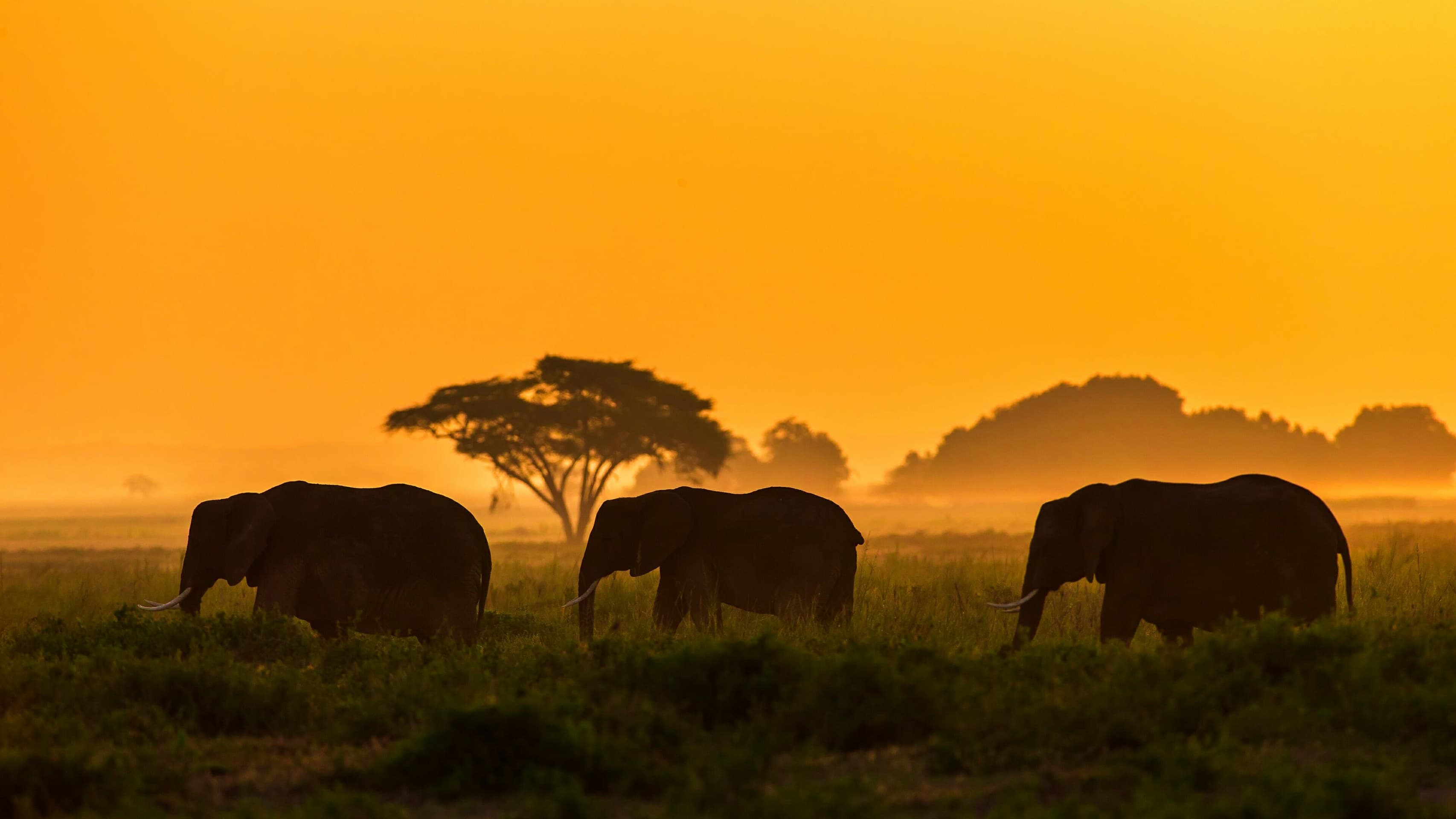 Three Elephants