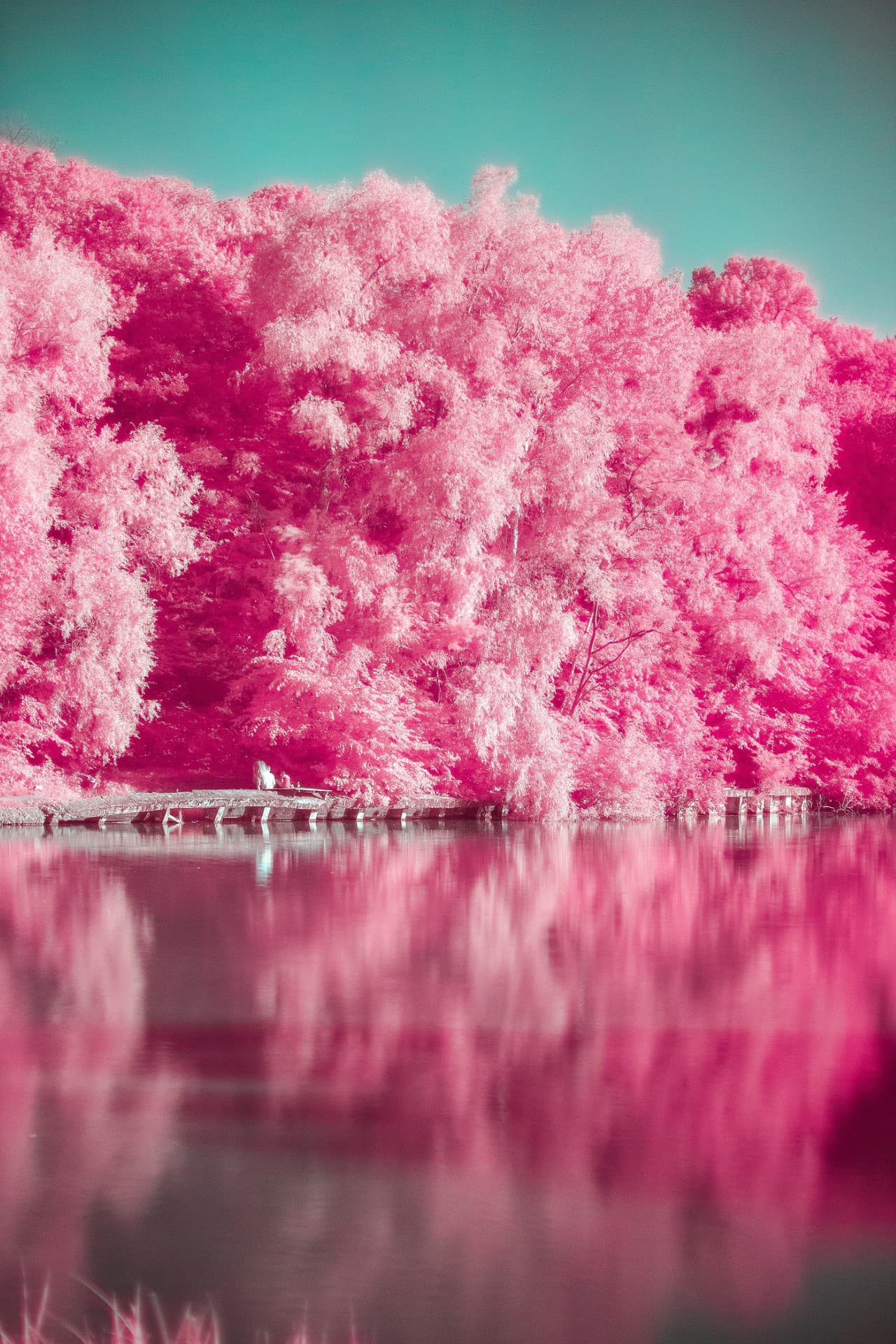 Pink Nature