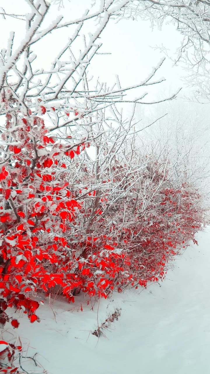 i love this winter picture ( this is my wallpaper)