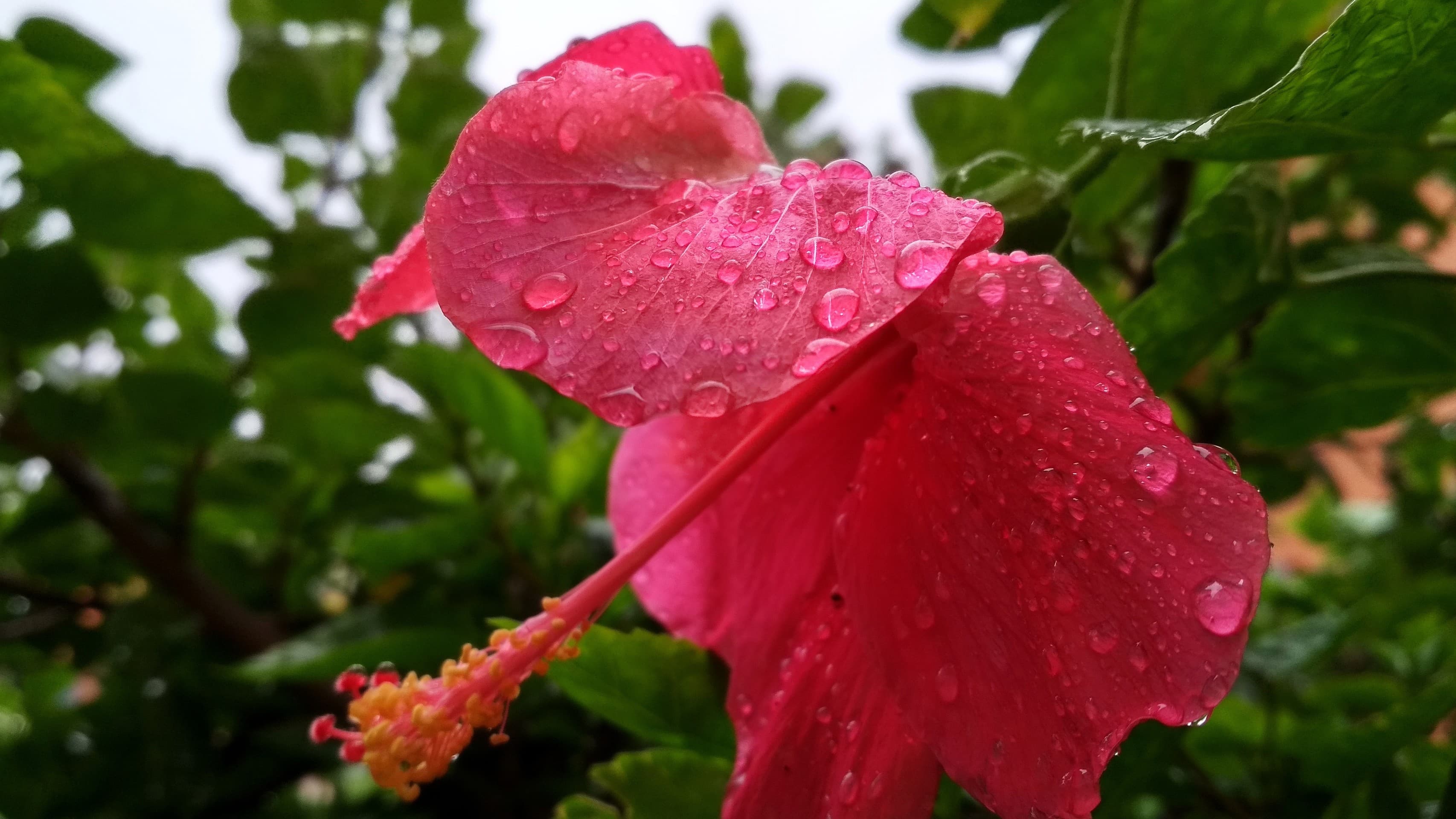 Red flower