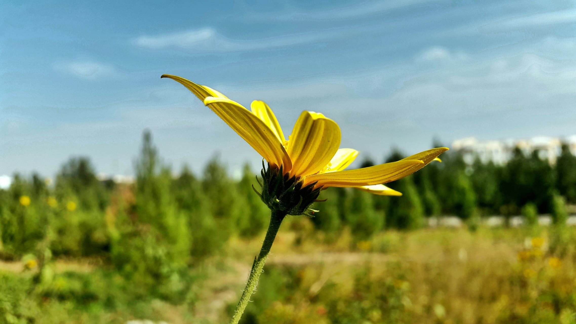 Sun Flower