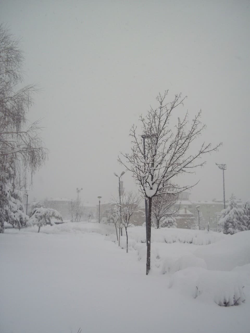Kamberler