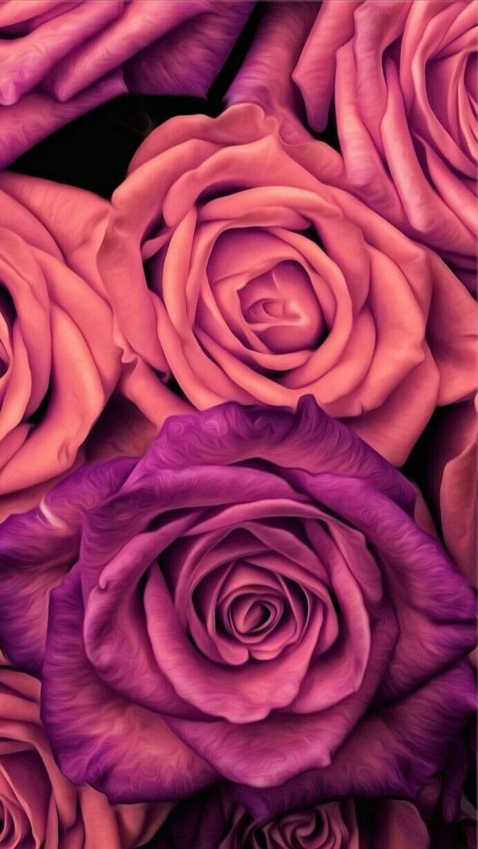 Roses