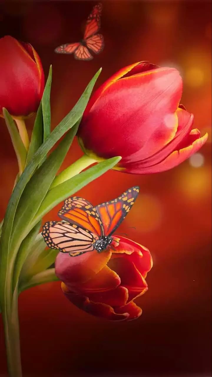 red tulip