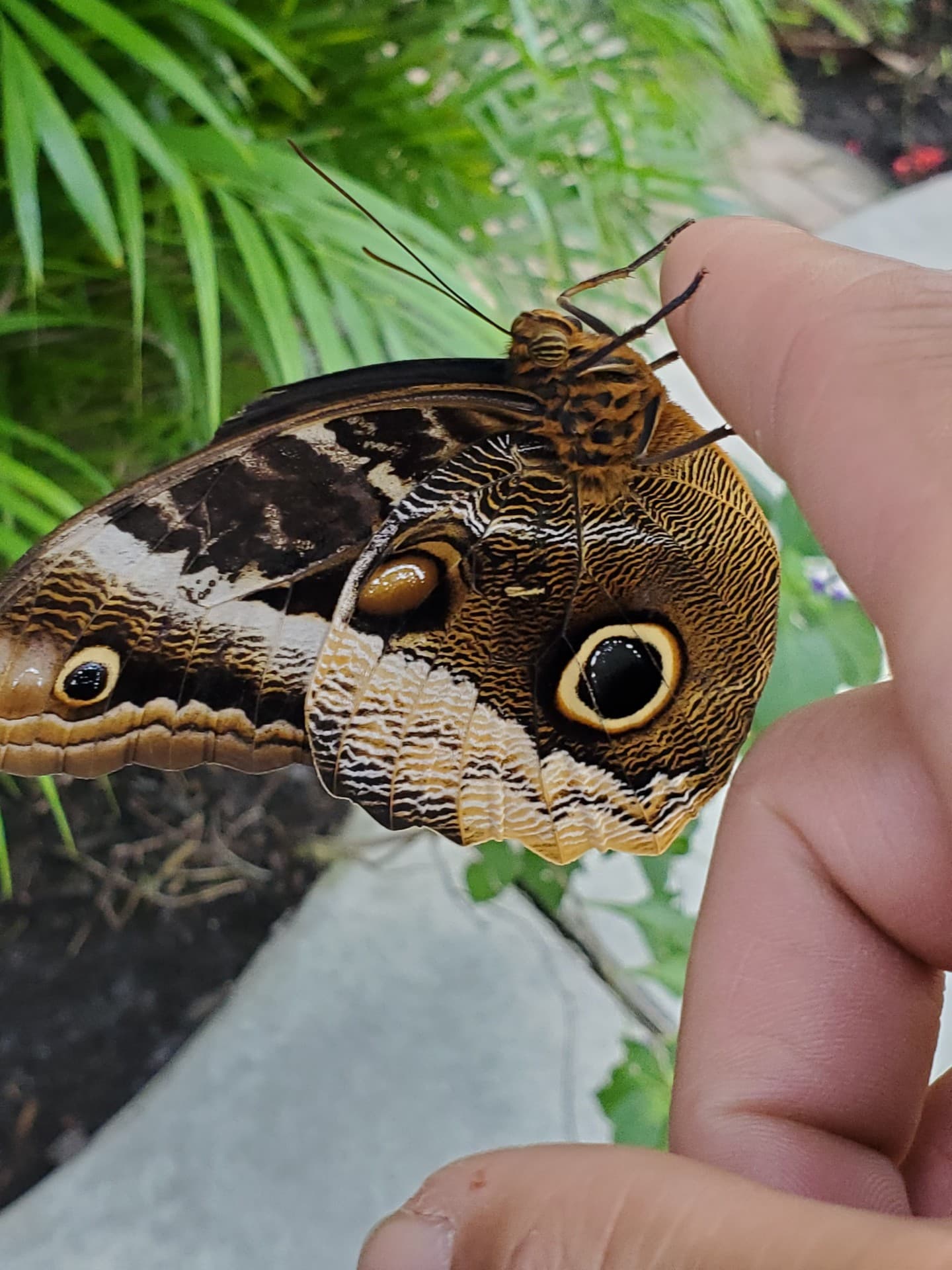 giant owl butterfly